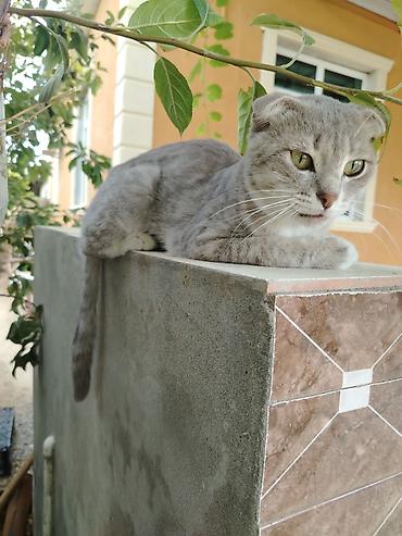 ucuz keci: Şotland, Erkək, Yaxşı əllərə, Ödənişli çatdırılma — 3