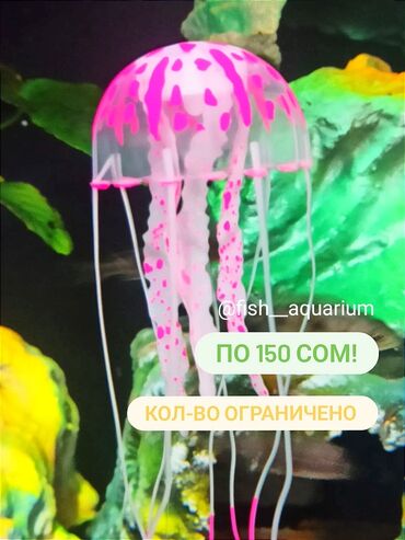 аквариум для рыбы: Медузы для аквариума
