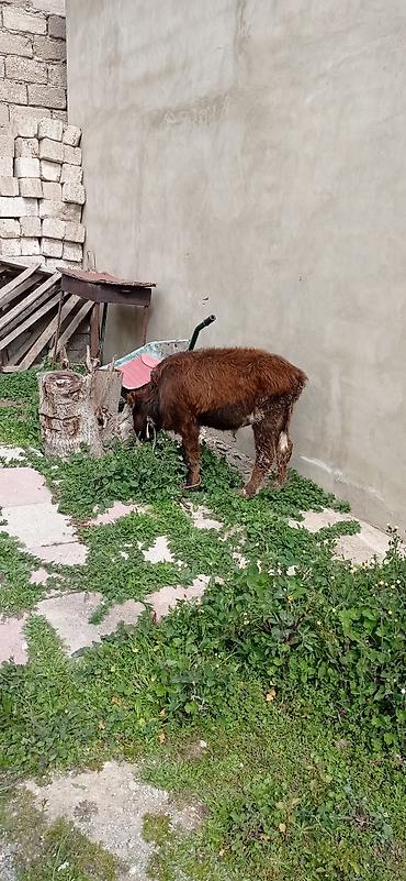 Dana, buzov: Satılır: balaca dana - Cins: qarışıq (qəhvəyi bədən, ağ-al rəngli — 4