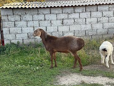Баран, овца: Продаю | Баран (самец) | Гиссарская, Арашан, Полукровка | Для разведения | Осеменитель, Племенные — 6