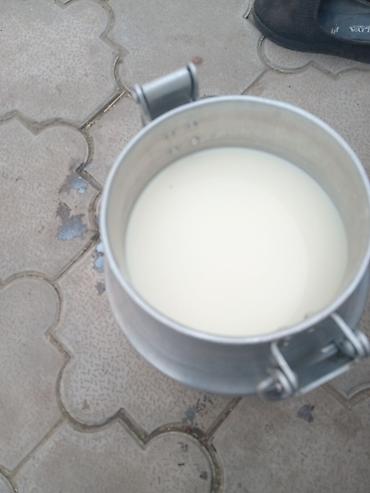 дойки ко: Молоко домашнее свежее — 1