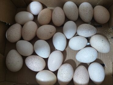 Yumurtalar.hinduşka yumurtaları satılır.tam mayalı. Ünvan.Binəqədi