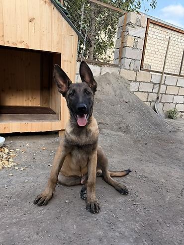 İtlər: Belçika çoban iti, 4 ay, Erkək — 3