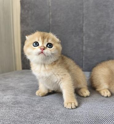 Питомник шотландских кошек предлагает к предварительному резерву — 4