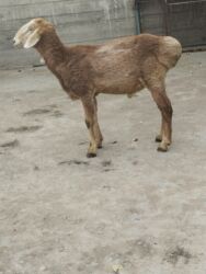 дом кролика: Продаю | Баран (самец) | На забой | Племенные