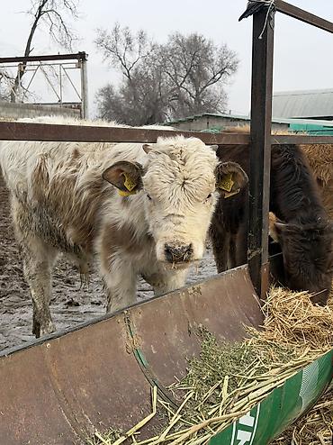 Коровы, быки: Продаю | Бык (самец) at lalafo.kg — 1 Коровы, быки: Продаю | Бык (самец) — 1