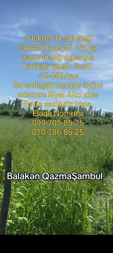qubada torpaq satilir 2026: 100 sot, Kənd təsərrüfatı, Mülkiyyətçi, Kupça (Çıxarış) — 1