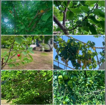 Bağ evlərinin satışı: Sumqayıt, 150 kv. m, 5 otaqlı, Hovuzlu, Kanalizasiya, Qaz, Su — 9