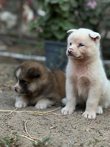 ən gozəl it adları: Cins:Akita uni (şirin, toppuş, orta-böyük ölçü qrupuna aid) Rənglər — 6