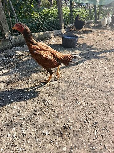 donuz heyvan: 6 aylığ fərədi gözəl heyvandı cins fərədi ünvan maştağa əlavə məlumat — 1