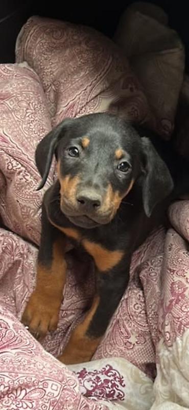 i̇t doberman: Doberman, 2 ay, Dişi — 4