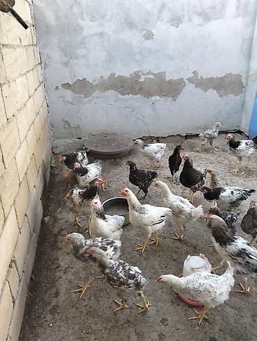 kend cuceleri: Toyuq cücələri, Ətlik — 3