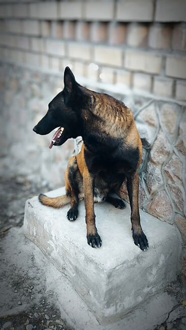Вязка собак: Вязка: Бельгийская овчарка, Самец, 3 года, С прививкой, С родословной — 6