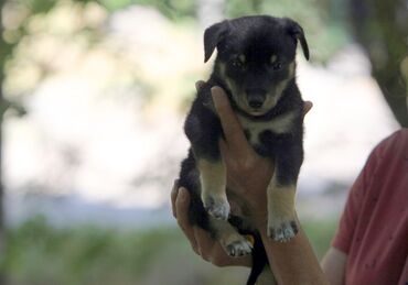рынок собак в бишкеке: Чудесная маленькая девочка по кличке Черника ищет свой дом и