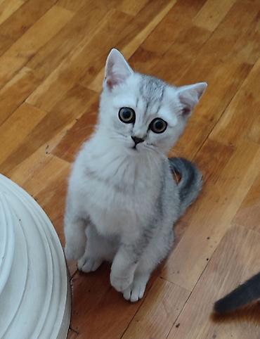 Pişiklər: Şotland, Ünvandan götürmə — 5