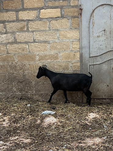 ev heyvanlarının satışı: Dişi, il: 1, Damazlıq, Ünvandan götürmə — 4