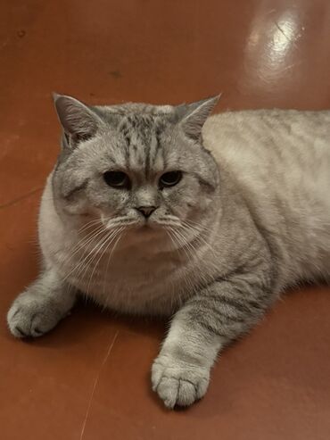 Pişiklər: Britan — 2