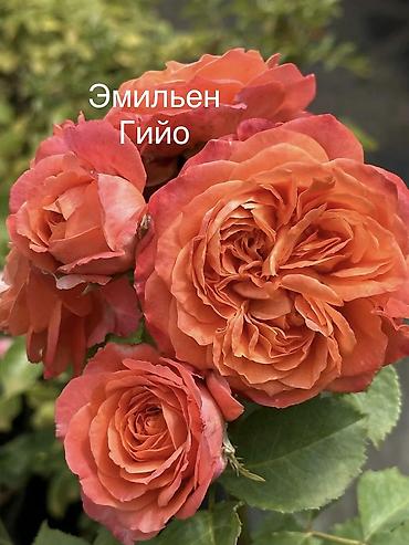 эльф: Саженцы Самовывоз, Платная доставка — 10