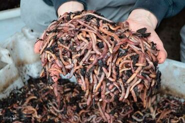 продаю червей: Биогумус соолжан калифорнийская черви сатылат кандай багышты уротобуз