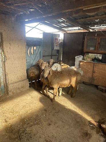Баран, овца: Продаю | Ягненок, Баран (самец) — 9