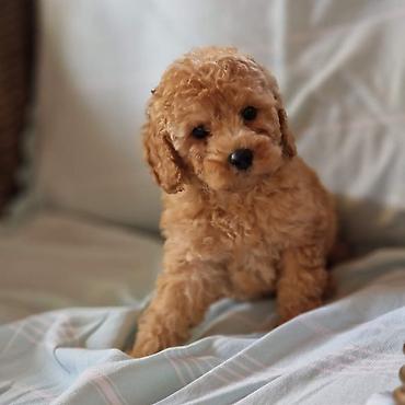 Pets & Animals: Toy pudle maleni mečići spremni za preuzimanje. Predivnih okruglih — 2