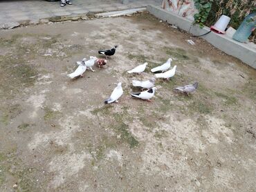 danişan quş: Salam hoptom 5manatdan 10denedi hazir bala veren quslar var icinde