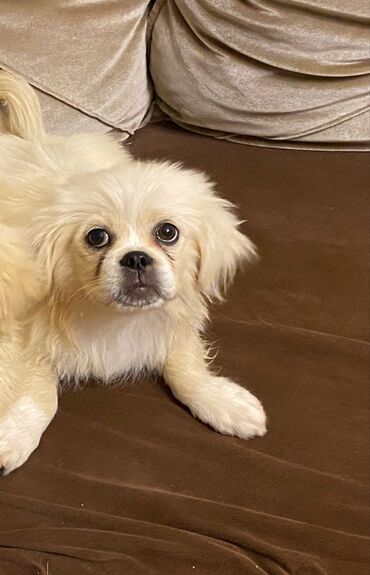 akita satilir: Pekines, 3 ay, Erkek, Ünvandan götürmə, Ödənişli çatdırılma, Rayonlara çatdırılma