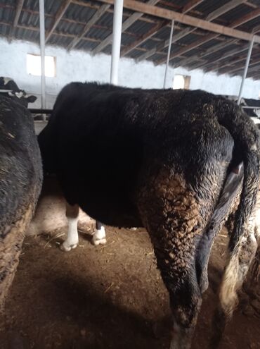 Коровы, быки: Продаю | Корова (самка) | Полукровка | Для разведения, Для молока — 1