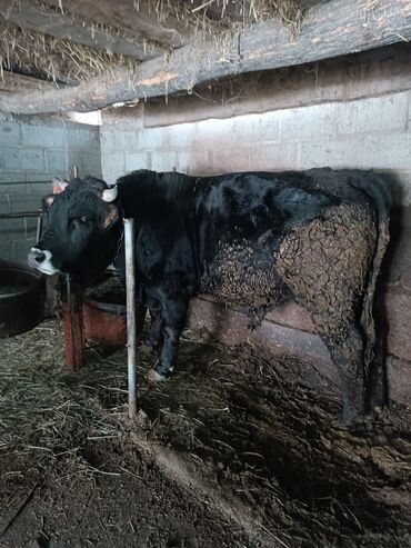 Коровы, быки: Продаю | Бык (самец) | На откорм | Привязанные — 3