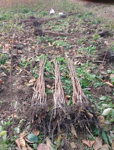 Şitillər: Tinglərimiz satışdadır sağlam tinglər bizdədir sifariş sizden pulsuz — 6