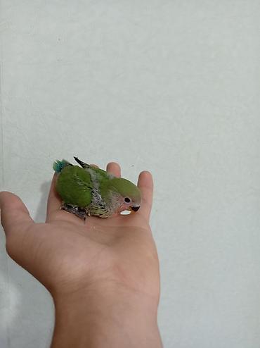 Əl papuqayı satılır. Dəyərini bilənlər alsın!