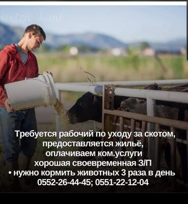 я ищу работу в бишкеке: Требуется Скотник, Оплата Ежемесячно