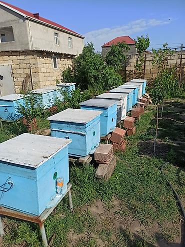 ana ari satışı: Arılar bakfast ve kalinka növləridi. Yüksək məhsuldarlıq verir — 2