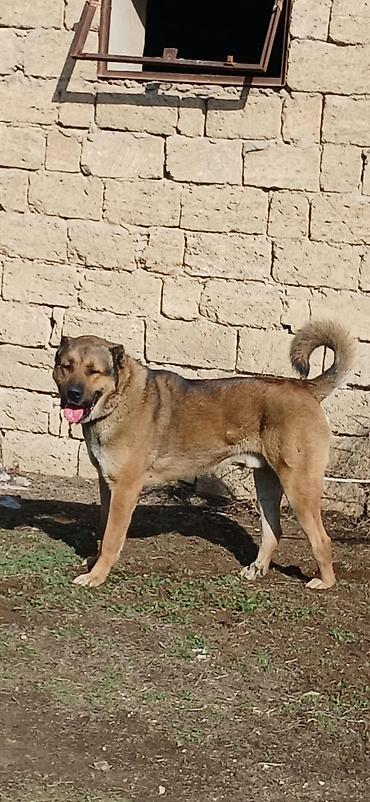 İtlər: Qurdbasar, 1 il, Erkek, Peyvəndli -da lalafo.az — 8 İtlər: Qurdbasar, 1 il, Erkek, Peyvəndli — 8