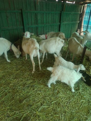 Козы, козлы: Продаю | Коза (самка) | Зааненская, Битал — 10