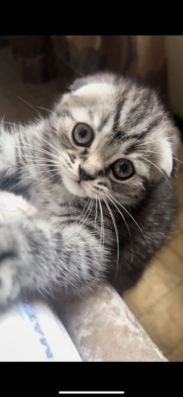 Коты: Продам котенка в хорошие руки Шотландский вислоухий 2 месяца к
