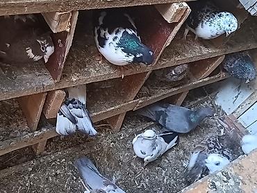 göyərçin yuvaları: Məhsul: Ev göyərçinləri (müxtəlif rəng və naxışlarda) cütü 10 manat — 2