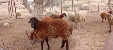 Qoyunlar, qoçlar: Ətraflı məlumat üçün yazın — 1