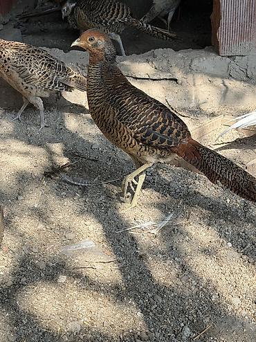 20 l su: Qizli qirqovul xoruz 

- — 2