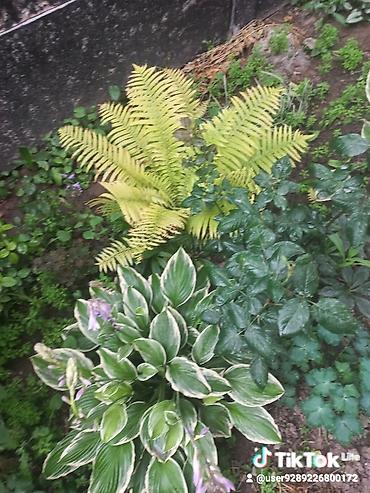 Другие садовые цветы и кустарники: Ново Покровка — 9