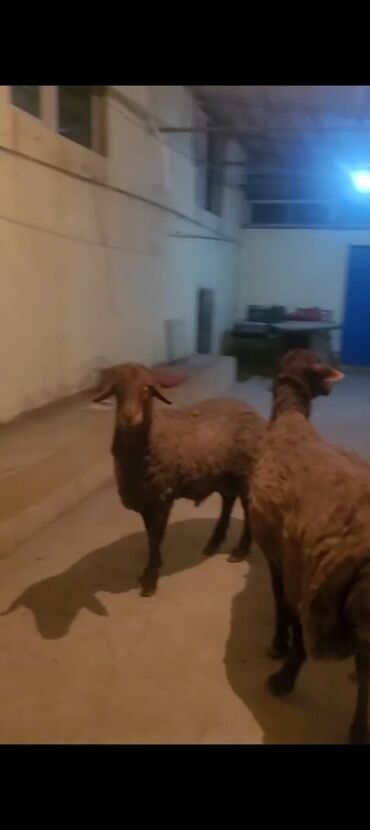 qoyun yanıbala: 2 dene ela qoç qoyun surmelerne söz yoxdu ela sürülər qoyunu