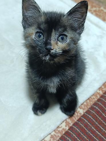 ошейник для котят: Котята. Ищем котяткам любящий, надёжный дом ♥️ Котятам 2 — 2