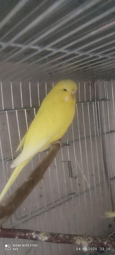 pitbul sekilleri: Sarı rəngli dalmatian/budgerigar (papuqay) – parlaq, yeknəsəq — 1