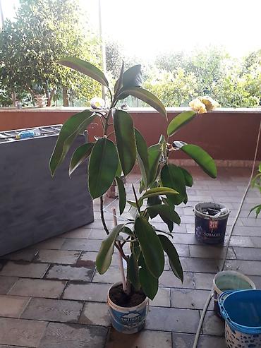 limon yolka ağacı: Hundurliyi 1.5 metr hundurlukdedi — 2