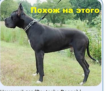 Бюро находок: Ищем хозяинв! В 4-м микрорайоне по Донецкой видела сегодня — 1