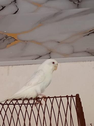 quş qefes: 1 erkey 1 dişi cut deyiller kim hansi rengde valnisle isdese cut sala — 1