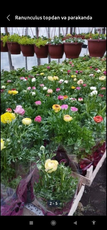 Bağbanlar: Bağ işləri ağac və kolların budanması,şəkilləndirməsi dərmanlara qazon -da lalafo.az — 16 Bağbanlar: Bağ işləri ağac və kolların budanması,şəkilləndirməsi dərmanlara qazon — 16