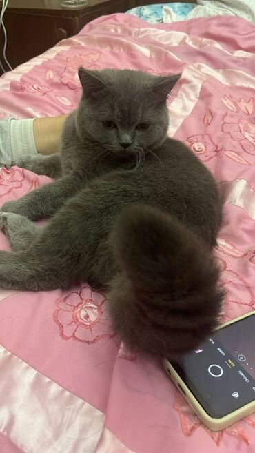 Pişiklər: Şotland, Erkək — 14