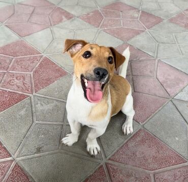 воротник для собак: Порода: джек-рассел-терьер (короткошёрстный), окрас рыже-белый. Тип