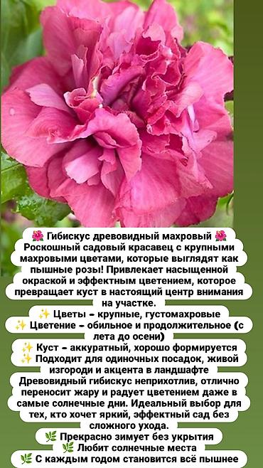 комоды бишкек: Многолетние кустарники,цветы для сада. Бишкек — 6